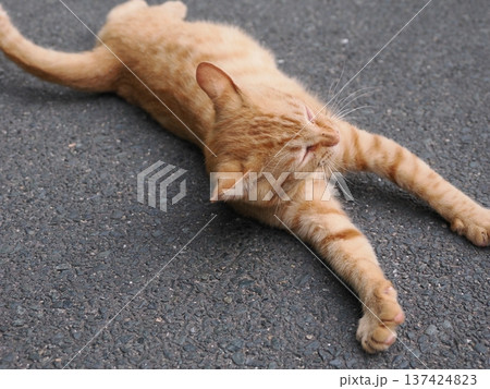 伸びをする可愛い子猫 伸びをする可愛い子猫 137424823
