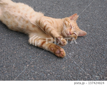 伸びをする可愛い子猫 伸びをする可愛い子猫 137424824