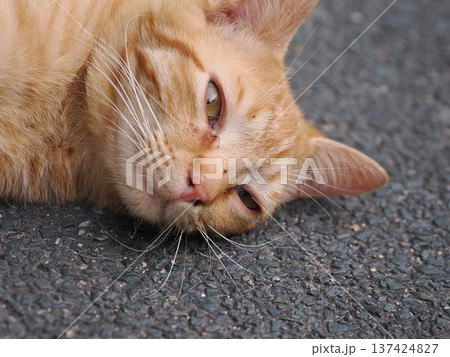 伸びをする可愛い子猫 伸びをする可愛い子猫 137424827
