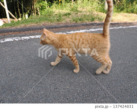 伸びをする可愛い子猫 137424831