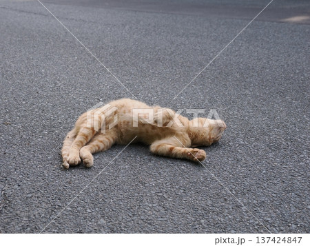 伸びをする可愛い子猫 137424847