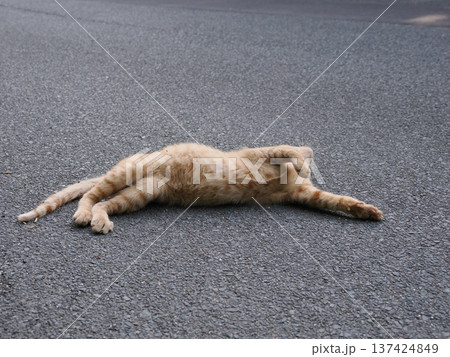 伸びをする可愛い子猫 伸びをする可愛い子猫 137424849