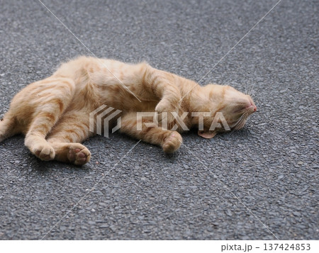 伸びをする可愛い子猫 137424853
