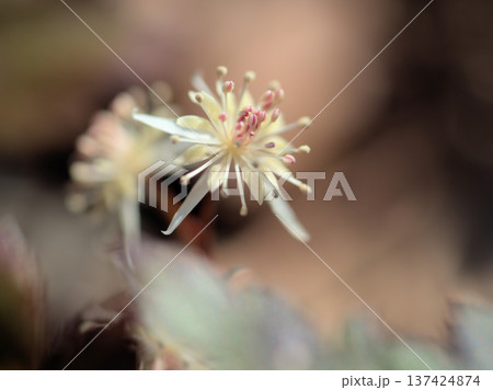 3月に咲いた白くて儚げなオウレン（黄連）の花 137424874