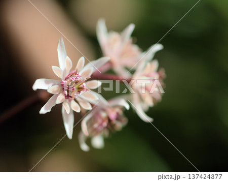 3月に咲いた白くて儚げなオウレン(黄連)の花 3月に咲いた白くて儚げなオウレン(黄連)の花 137424877