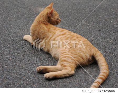 伸びをする可愛い子猫 137425000