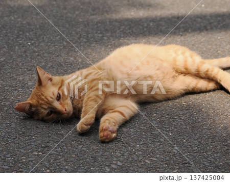 伸びをする可愛い子猫 伸びをする可愛い子猫 137425004