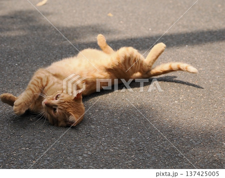 伸びをする可愛い子猫 伸びをする可愛い子猫 137425005