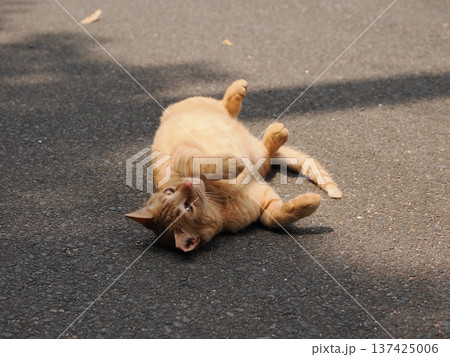 伸びをする可愛い子猫 伸びをする可愛い子猫 137425006