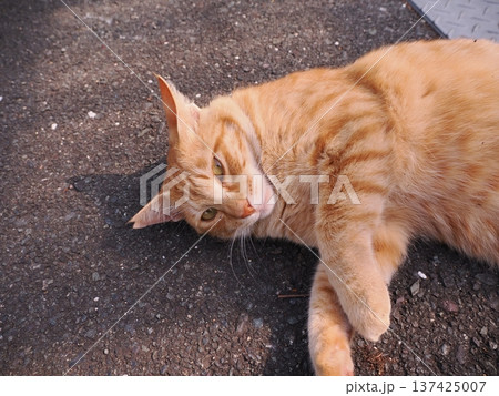 伸びをする可愛い子猫 伸びをする可愛い子猫 137425007