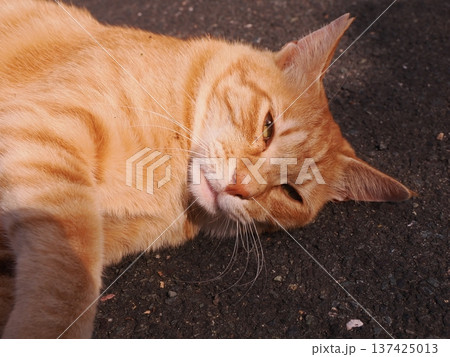 伸びをする可愛い子猫 伸びをする可愛い子猫 137425013