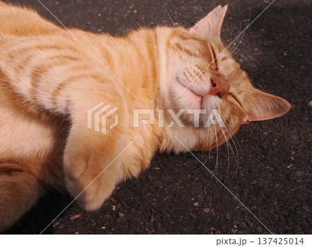 伸びをする可愛い子猫 137425014