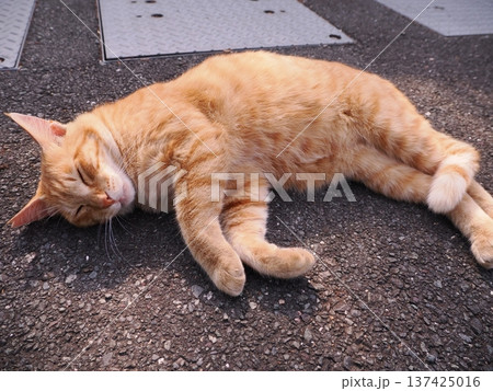 伸びをする可愛い子猫 伸びをする可愛い子猫 137425016