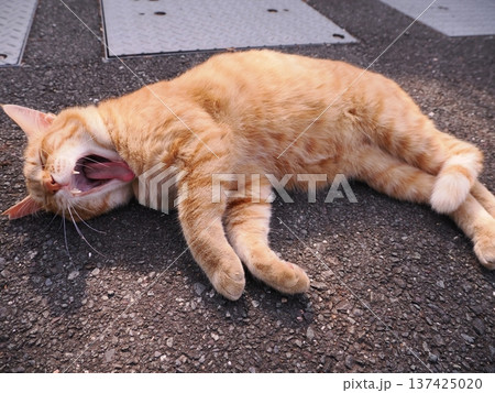 伸びをする可愛い子猫 137425020