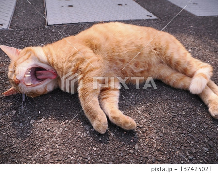伸びをする可愛い子猫 伸びをする可愛い子猫 137425021