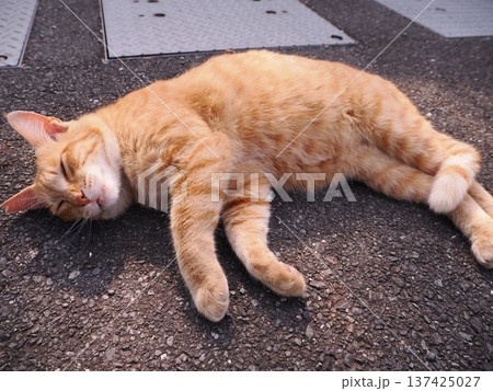 伸びをする可愛い子猫 伸びをする可愛い子猫 137425027