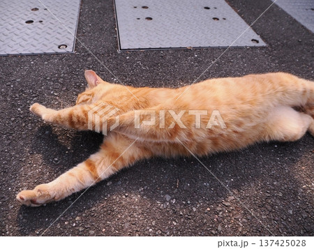 伸びをする可愛い子猫 137425028