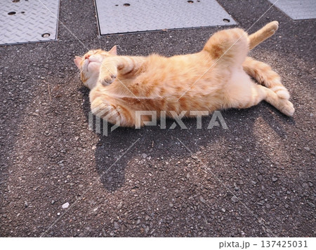 伸びをする可愛い子猫 伸びをする可愛い子猫 137425031