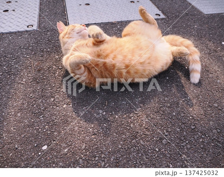 伸びをする可愛い子猫 137425032