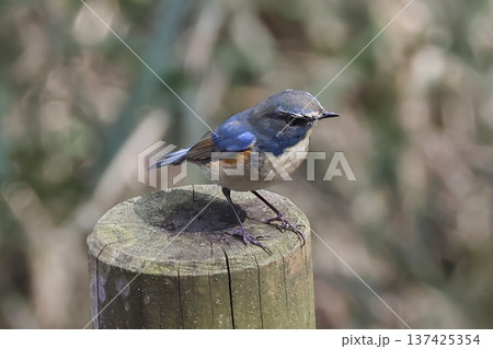 《厚木自然環境保全センター》ルリビタキの雄 137425354