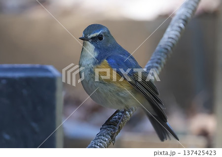 《厚木自然環境保全センター》ルリビタキの雄 137425423