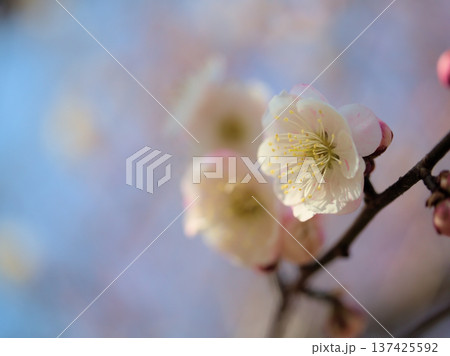 3月に美しく咲いたウメ「思いの儘（オモイノママ）」 137425592