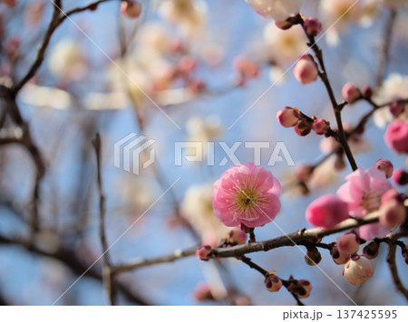 3月に美しく咲いたウメ「思いの儘(オモイノママ)」 3月に美しく咲いたウメ「思いの儘(オモイノママ)」 137425595