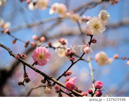 3月に美しく咲いたウメ「思いの儘(オモイノママ)」 3月に美しく咲いたウメ「思いの儘(オモイノママ)」 137425596