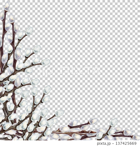 Corner of watercolor willow branches. Delicate botanical clipart symbolizing spring renewal and Easter celebration isolated on white background for wedding, invitations, cards, seasonal design. 137425669