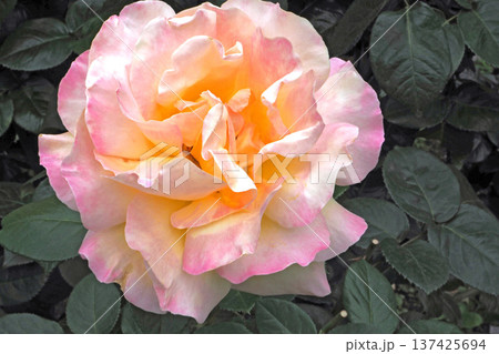 鳩山会館  庭園のバラ(ピース)（東京都文京区） 137425694