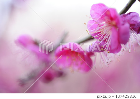 迎春　春の訪れ 137425816