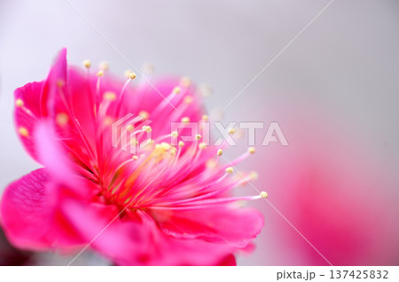 迎春 春の訪れ 迎春 春の訪れ 137425832