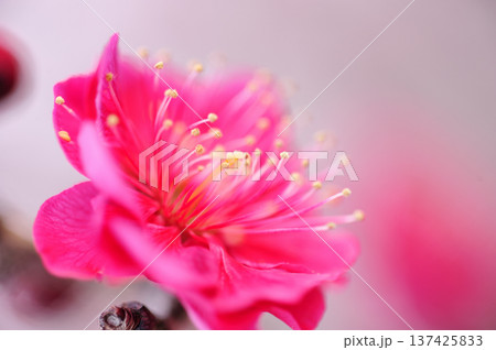 迎春　春の訪れ 137425833