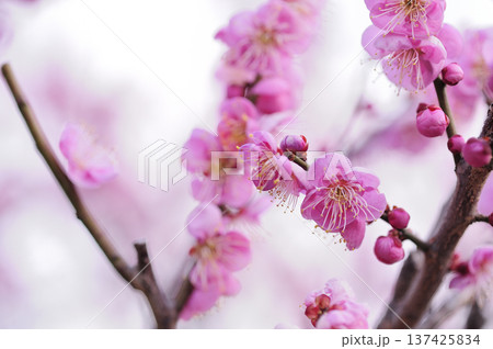 迎春　春の訪れ 137425834