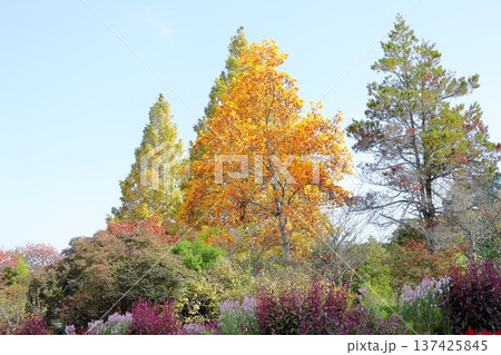 ユリノキの葉　黄葉 137425845