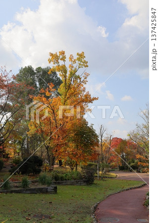 爽やか　クヌギ黄葉 137425847