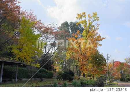 爽やか　クヌギ黄葉 137425848