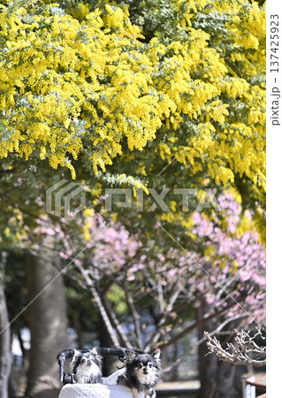 春のお散歩　満開のミモザと河津桜　2匹のチワワ 137425923