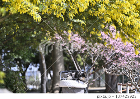春のお散歩　満開のミモザと河津桜　2匹のチワワ 137425925