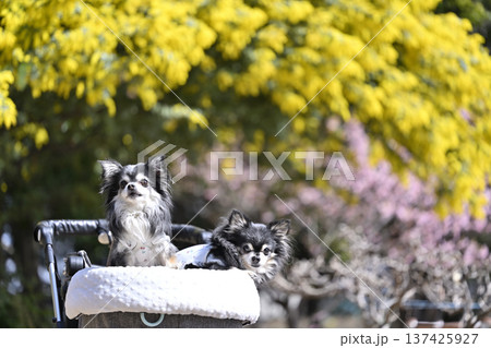 春のお散歩　満開のミモザと河津桜　2匹のチワワ 137425927