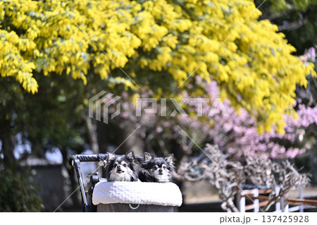 春のお散歩　満開のミモザと河津桜　2匹のチワワ 137425928