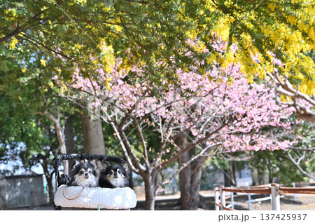春のお散歩 満開のミモザと河津桜 2匹のチワワ 春のお散歩 満開のミモザと河津桜 2匹のチワワ 137425937