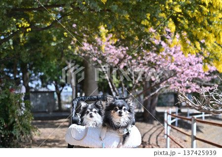 春のお散歩　満開のミモザと河津桜　2匹のチワワ 137425939