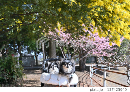 春のお散歩 満開のミモザと河津桜 2匹のチワワ 春のお散歩 満開のミモザと河津桜 2匹のチワワ 137425940