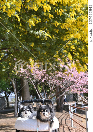 春のお散歩　満開のミモザと河津桜　2匹のチワワ 137425943
