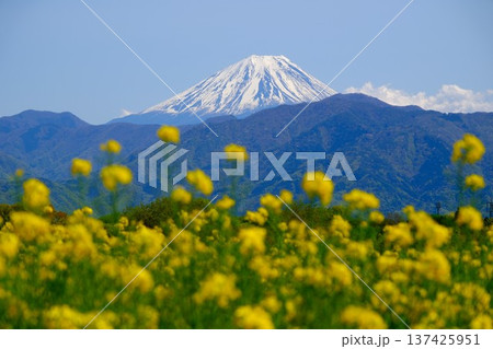 菜の花と富士山の風景 菜の花と富士山の風景 137425951