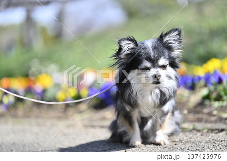 チワワの春のお散歩 137425976