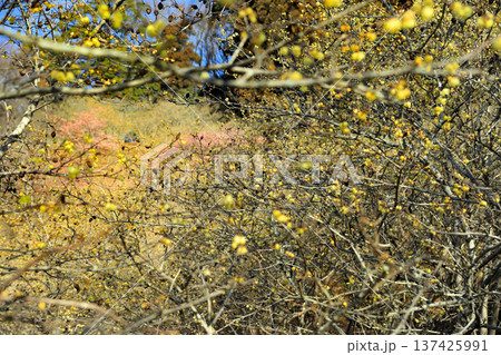 黄色く輝くロウバイの花 黄色く輝くロウバイの花 137425991
