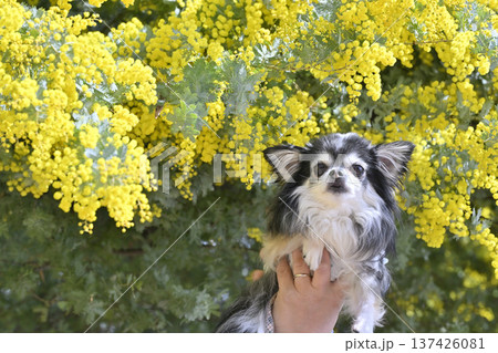 愛犬を持ち上げてミモザと撮影 チワワ 愛犬を持ち上げてミモザと撮影 チワワ 137426081