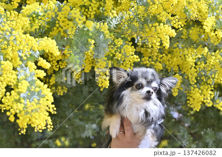 愛犬を持ち上げてミモザと撮影　チワワ 137426082